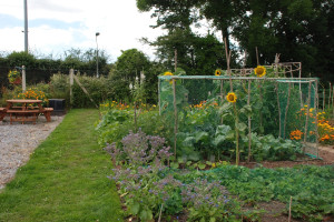 Milton Lane allotment
