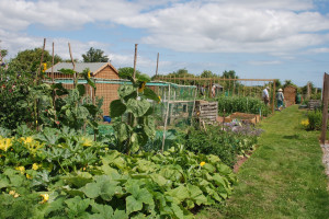 Allotments2