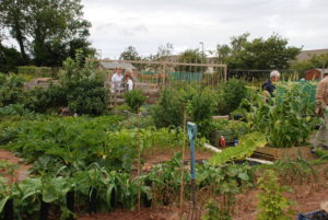 Milton Lane allotments