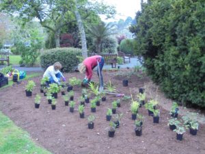 Cottage gdn planting