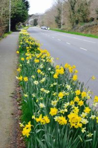 Daffodils College Way