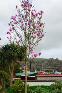 new magnolia